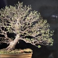 Libro / Catalogo Bonsai UBI