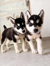 Siberian Husky Cuccioli