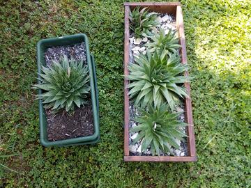 piante grasse