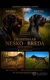Cuccioli Drahthaar