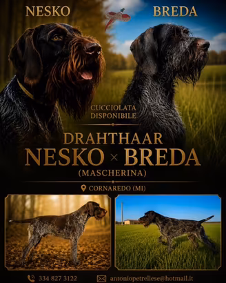 Cuccioli Drahthaar