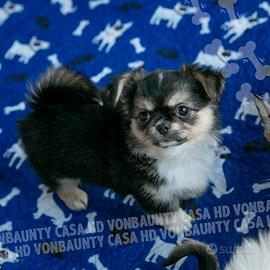Cuccioli chihuahua con pedigree