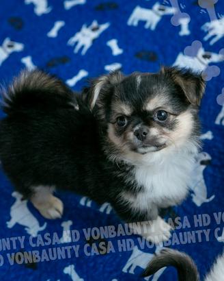 Cuccioli chihuahua con pedigree