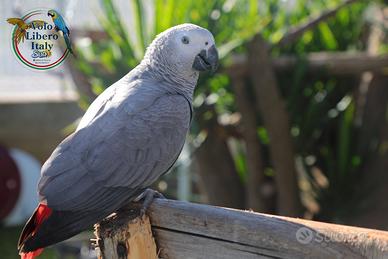 Pullo di Pappagallo Cenerino - ExpoGroup