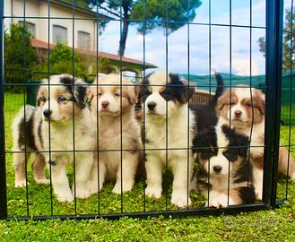 Pastore australiano Australian Shepherd pedigree