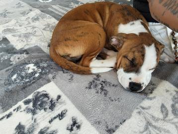 Cucciola Pitbull UKC femmina