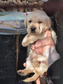 5 cuccioli di labrador con pedigree