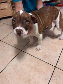 Cuccioli Pitbull