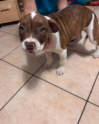 Cuccioli Pitbull