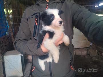 Border Collie
