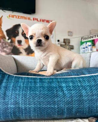 Chihuahua bianco maschietto