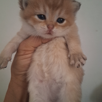 British Shorthair golden
