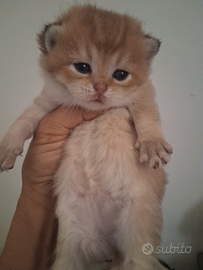 British Shorthair golden