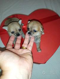 Chiwawa ciwawa toys