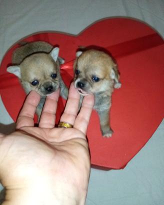 Chiwawa ciwawa toys