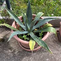 Piante di Agave Americana