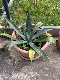 Piante di Agave Americana