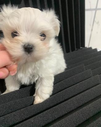 Maltese mini maschietti
