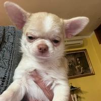 Chihuahua