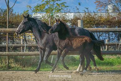 Puledra madre argentina x padre criollo