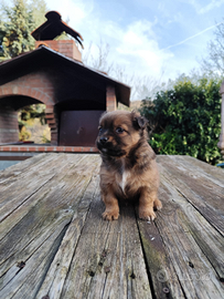 Pincher mix chihuahua