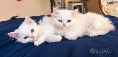 Cuccioli gatto persiano