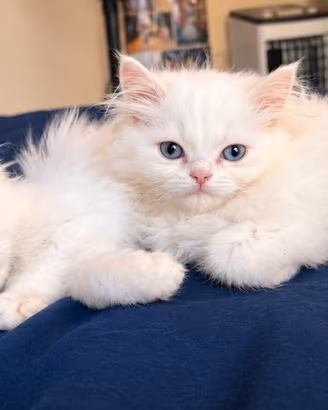 Cuccioli gatto persiano