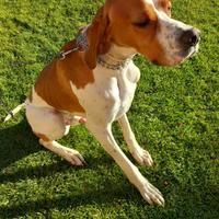 Pointer inglese con pedigree