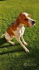 Pointer inglese con pedigree