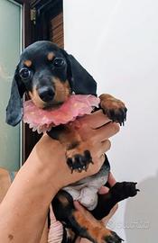 Cucciola di bassotto