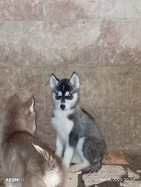 Cuccioli Siberian husky