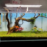 ACQUARIO AQPET DI 60 