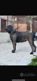 Cane corso