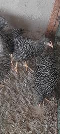 Galline razza amrock