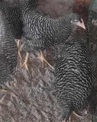 Galline razza amrock