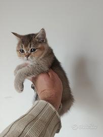 Cuccioli di gattini scottish straight