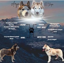 Husky pedigree occhi azzurri