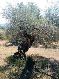 Uliveto a Panicale