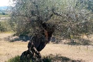 Uliveto a Panicale