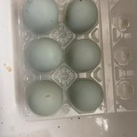 Araucana