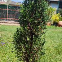 Bonsai,Pre Bonsai  Garda