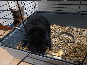 Cuccioli coniglio nano e cucciolo ariete nano legg