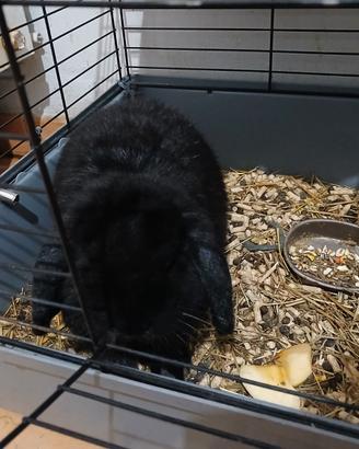 Cuccioli coniglio nano e cucciolo ariete nano legg