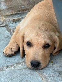Cuccioli di labrador retriever biondi e cioccolato