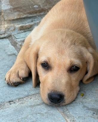 Cuccioli di labrador retriever biondi e cioccolato