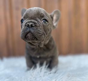Bulldog francesi blu fawn