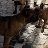 Pastore belga malinois