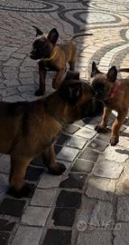 Pastore belga malinois