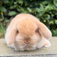 Conigli Minilop