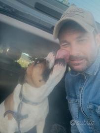 Maschio Amstaff disponibile x monte